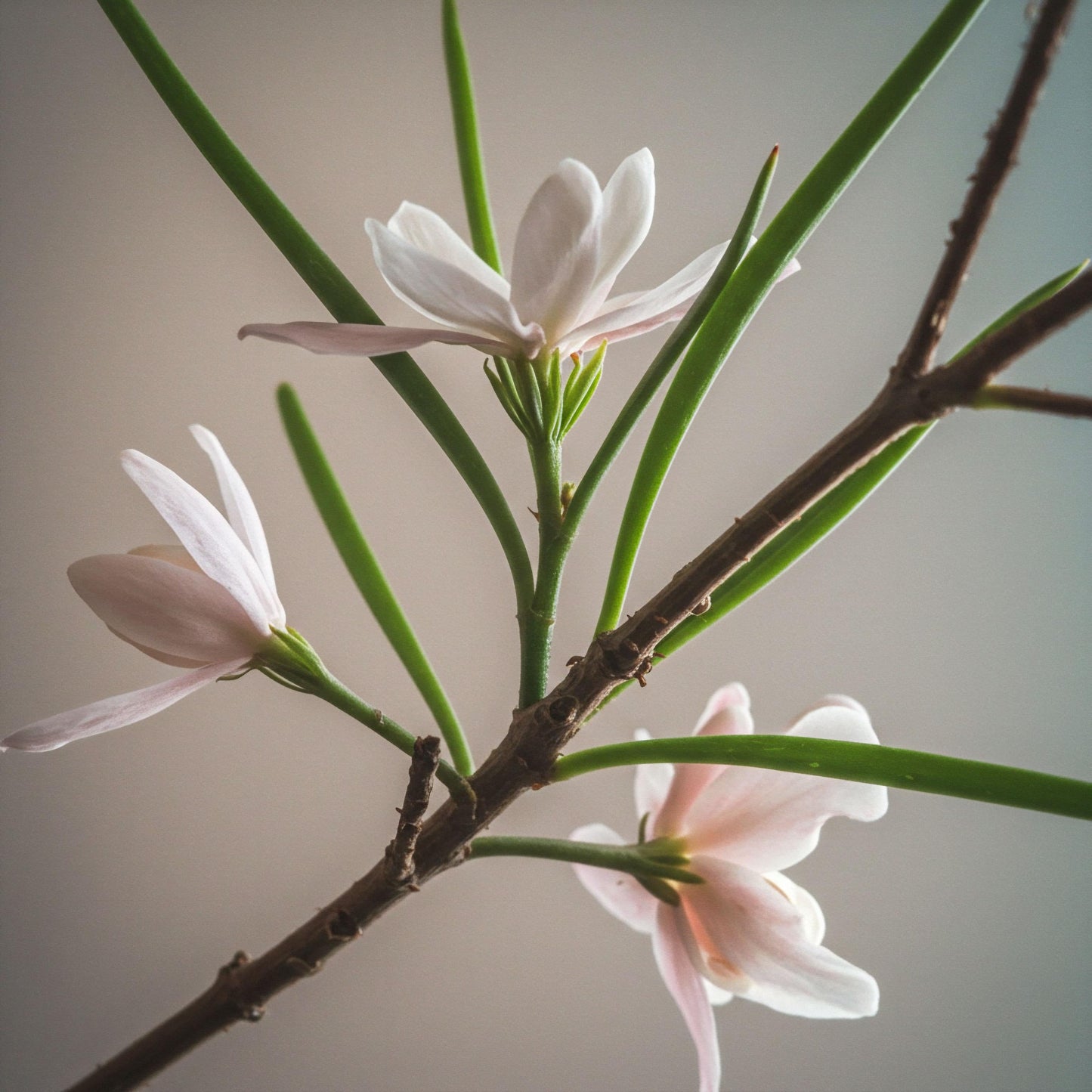 Magnolia Kobus Single Stem - View 20 from www redcrocus com