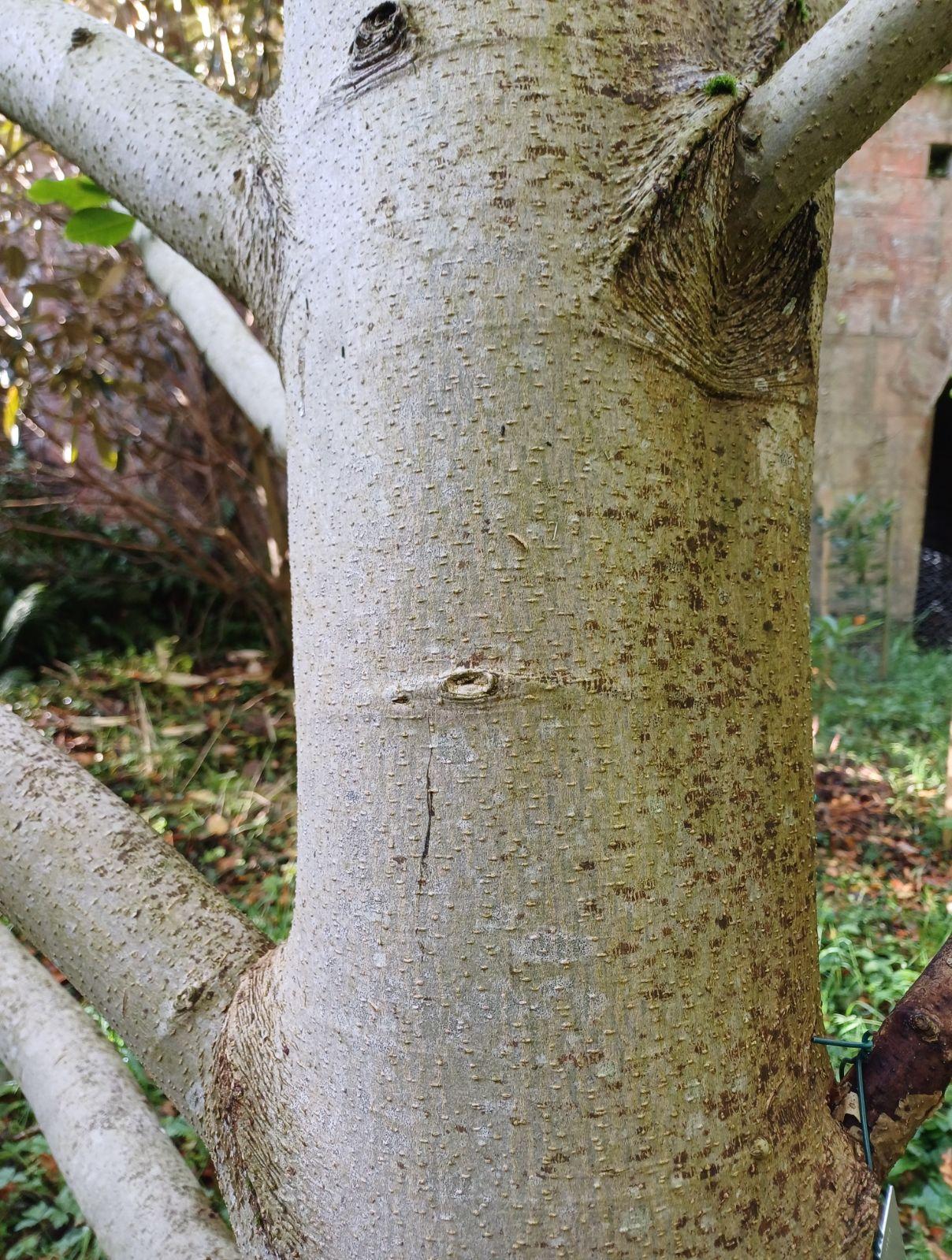 Magnolia Kobus Single Stem - View 21 from www redcrocus com