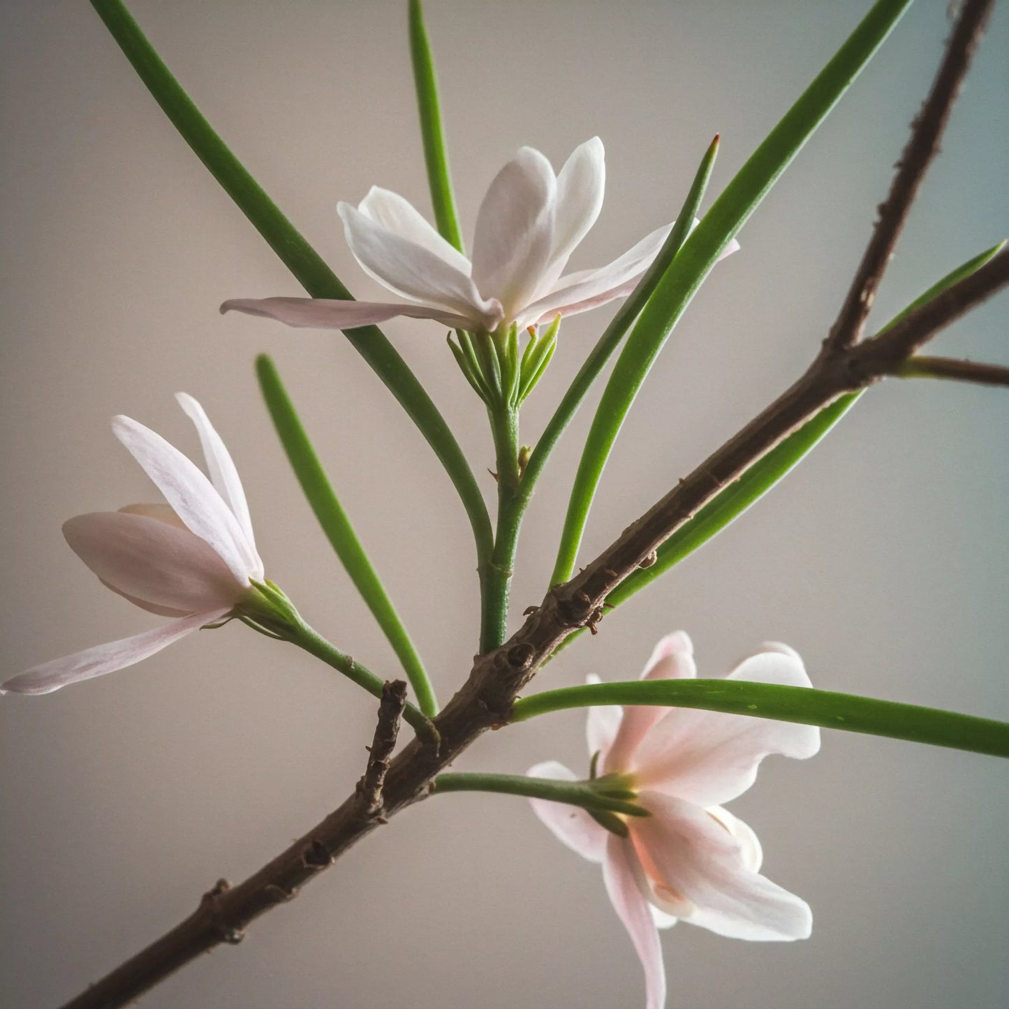 Magnolia Kobus Single Stem - View 25 from www redcrocus com