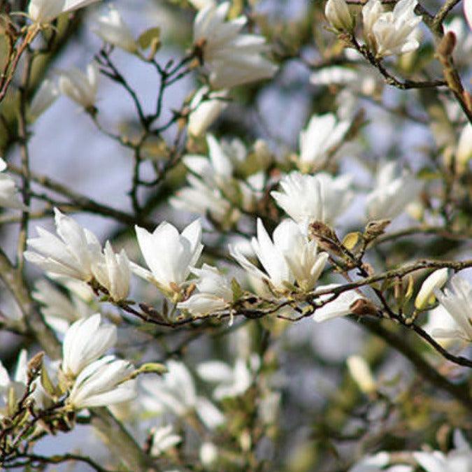 Magnolia Kobus Single Stem - View 3 from www redcrocus com