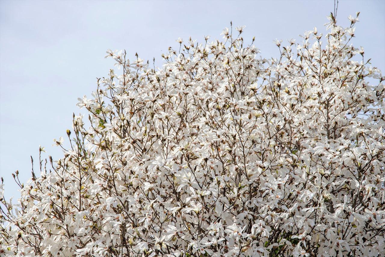 Magnolia Kobus Single Stem - View 5 from www redcrocus com