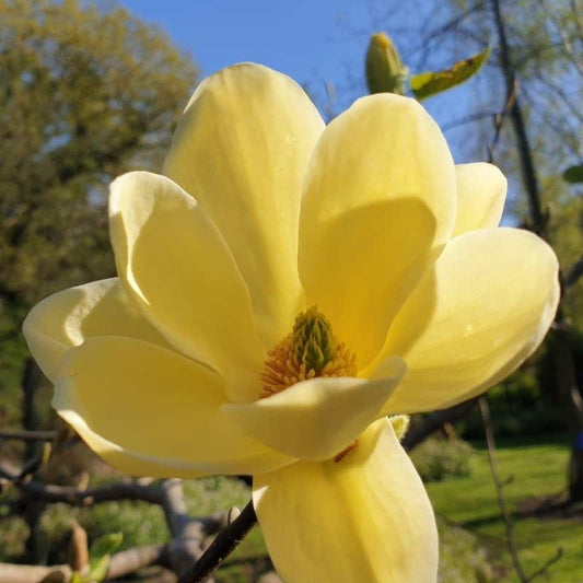 Magnolia Lois Single Stem - View 1 from www redcrocus com