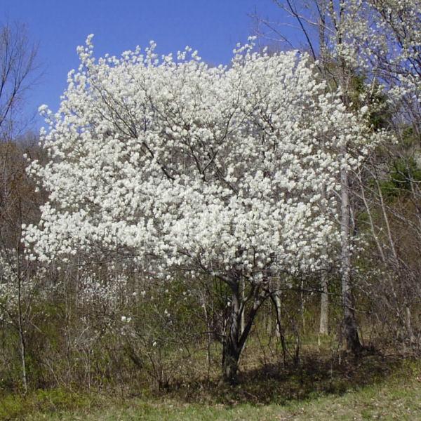Amelanchier Canadensis Multi Stem - View 10 from www redcrocus com