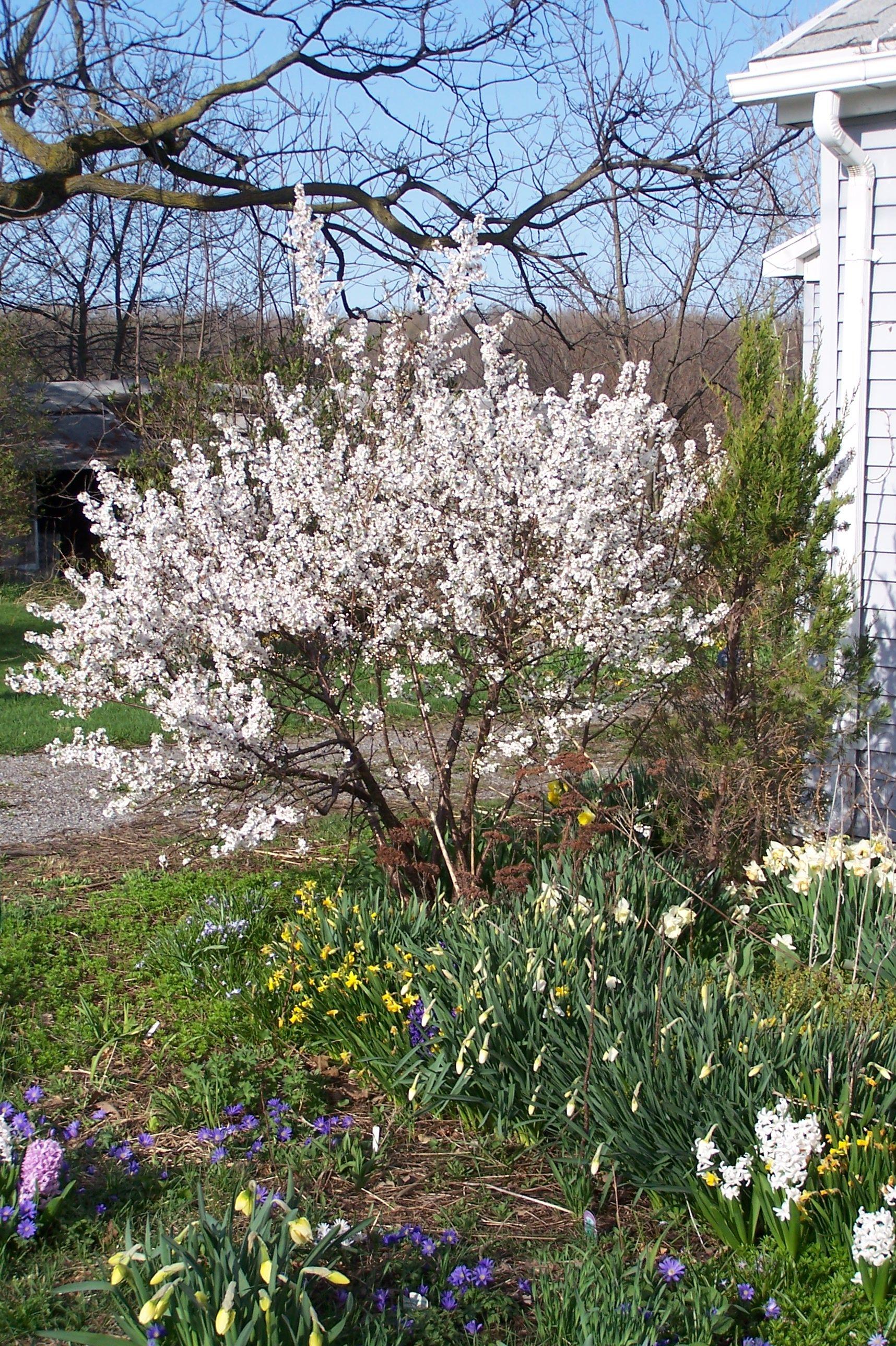 Amelanchier Canadensis Multi Stem - View 11 from www redcrocus com