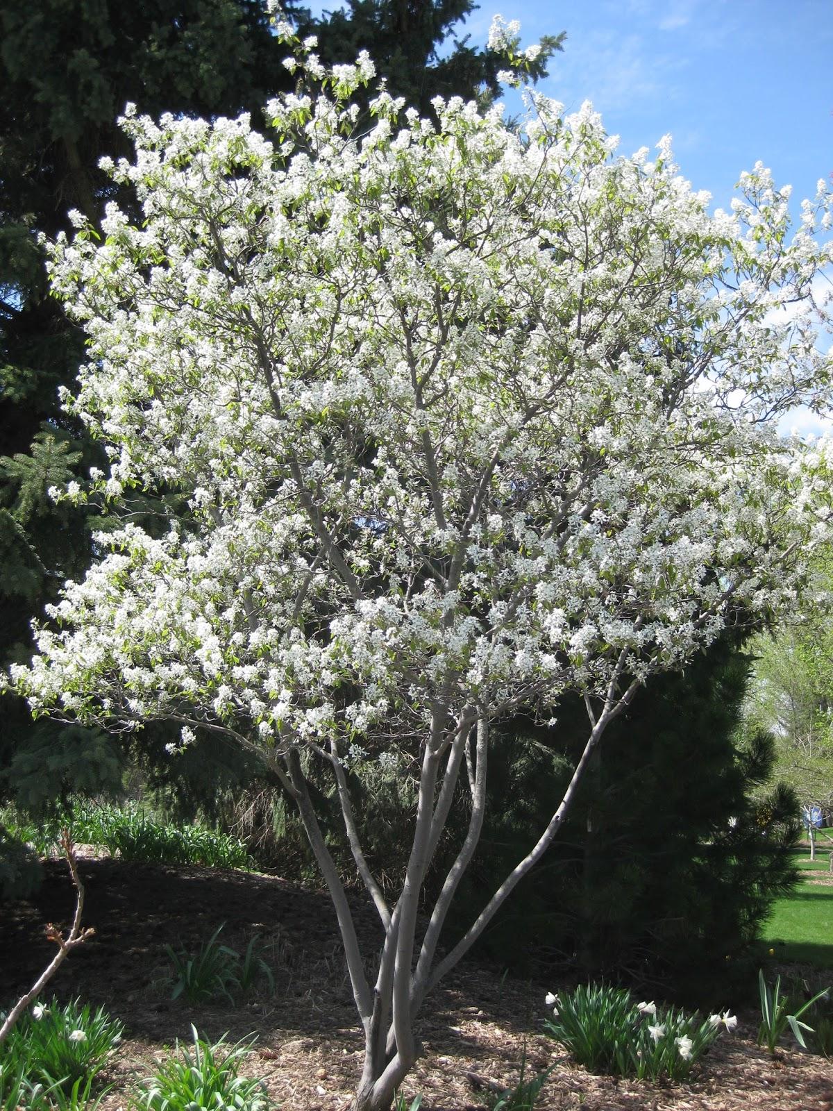 Amelanchier Canadensis Multi Stem - View 12 from www redcrocus com