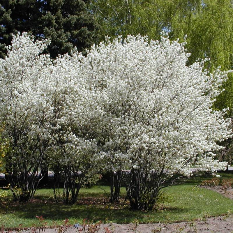 Amelanchier Canadensis Multi Stem - View 14 from www redcrocus com