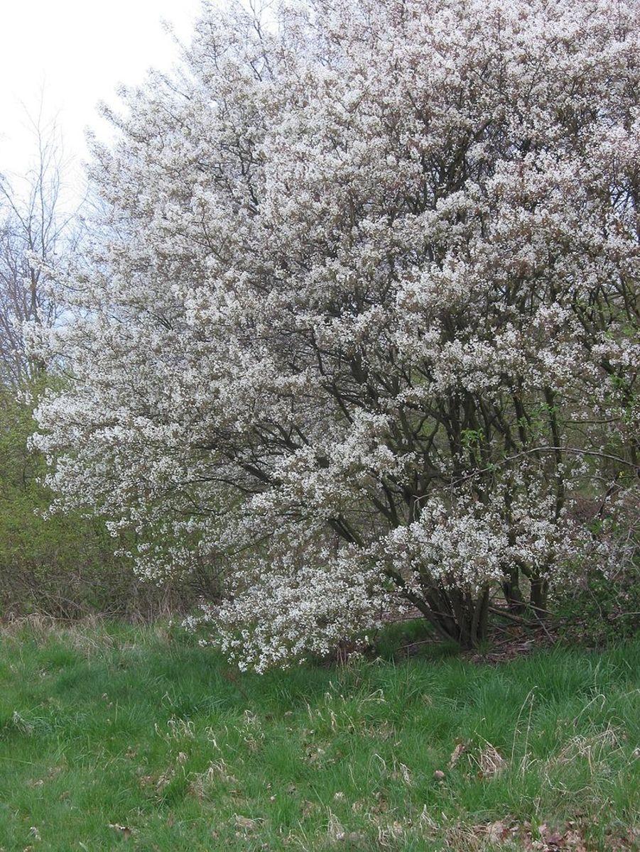 Amelanchier Canadensis Multi Stem - View 15 from www redcrocus com