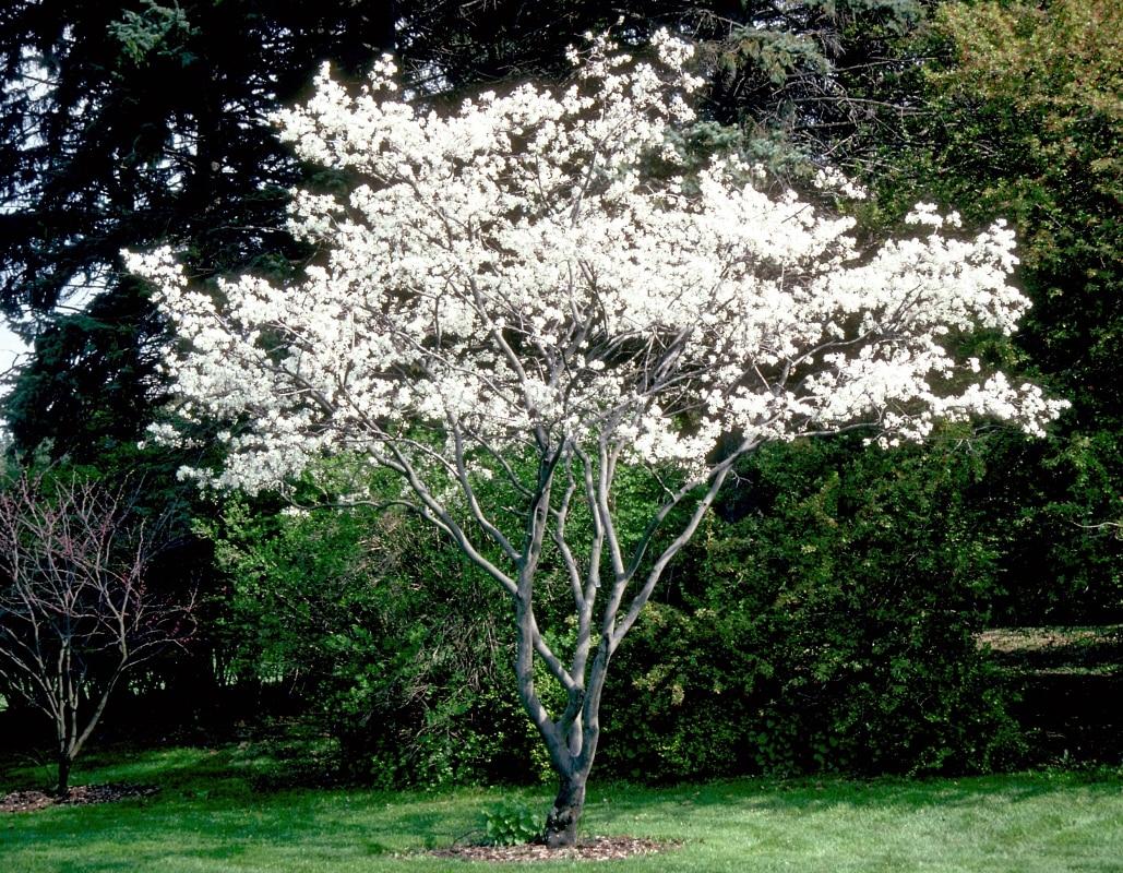 Amelanchier Canadensis Multi Stem - View 2 from www redcrocus com
