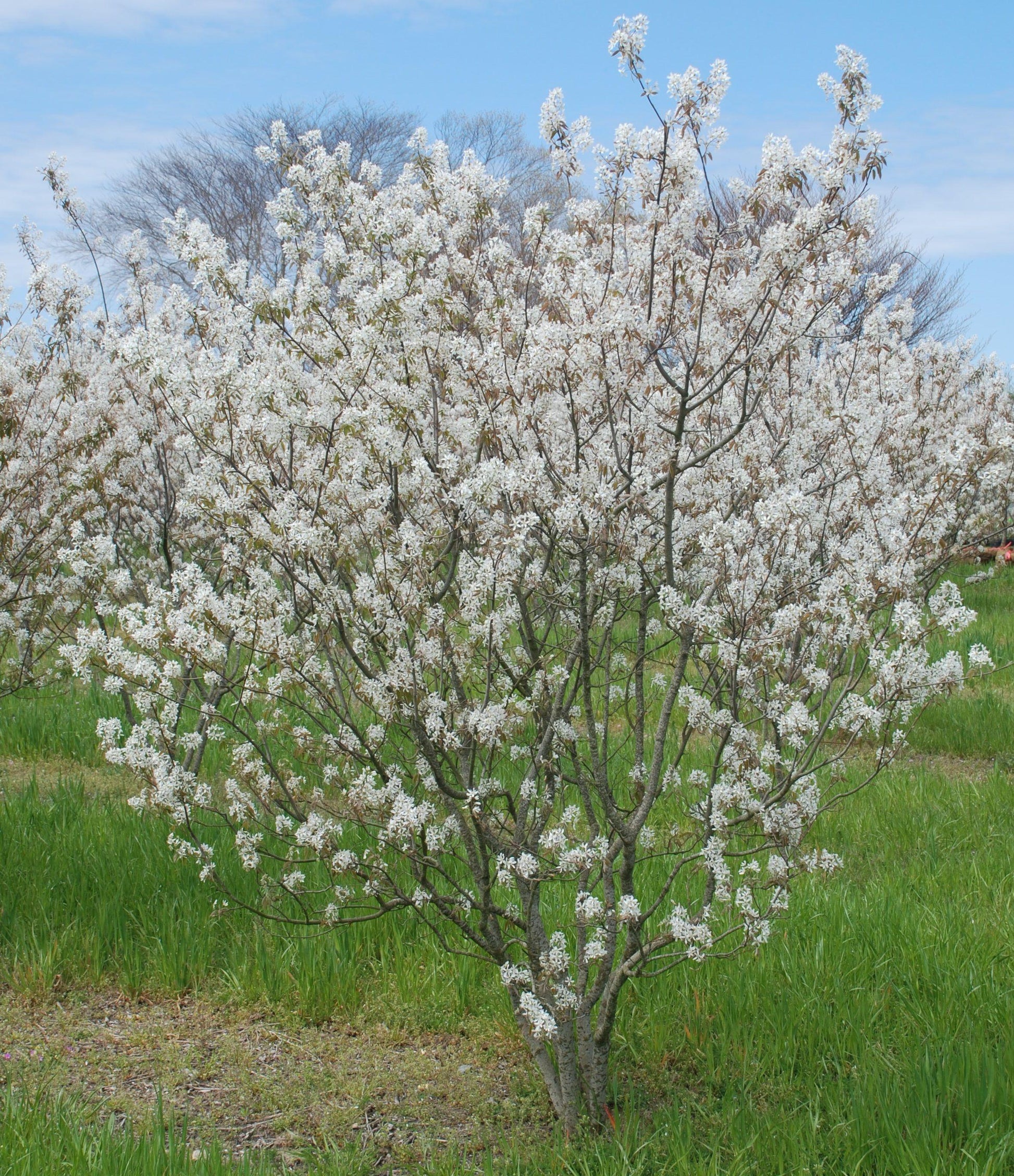 Amelanchier Canadensis Multi Stem - View 3 from www redcrocus com