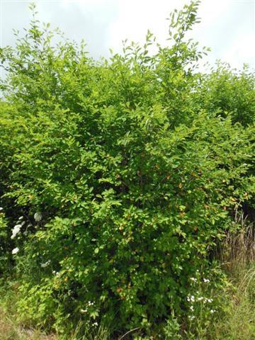 Amelanchier Canadensis Multi Stem - View 7 from www redcrocus com
