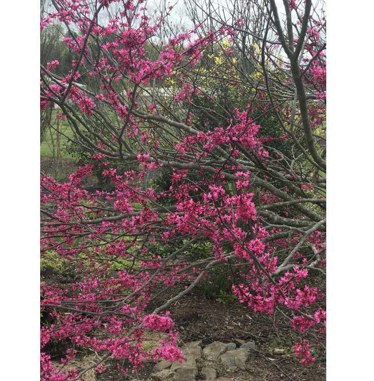Cercis Canadensis Appalachian Red Single Stem - View 11 from www redcrocus com