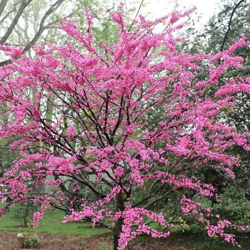 Cercis Canadensis Appalachian Red Single Stem - View 12 from www redcrocus com