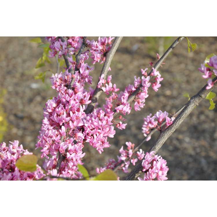 Cercis Canadensis Appalachian Red Single Stem - View 13 from www redcrocus com
