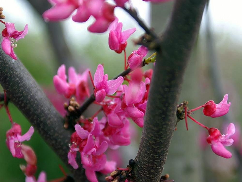 Cercis Canadensis Appalachian Red Single Stem - View 14 from www redcrocus com