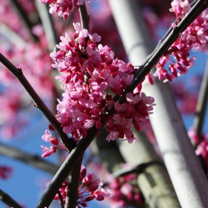 Cercis Canadensis Appalachian Red Single Stem - View 17 from www redcrocus com
