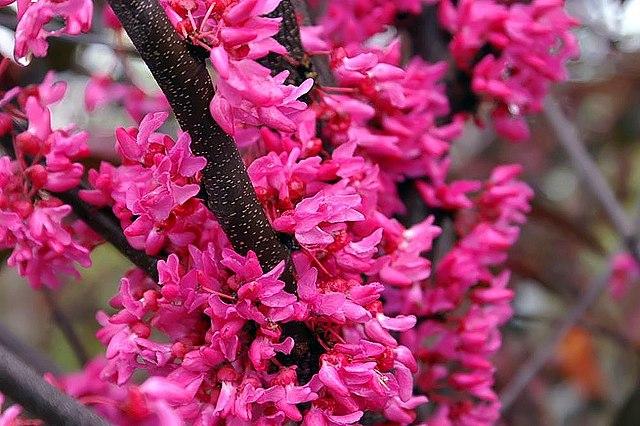 Cercis Canadensis Appalachian Red Single Stem - View 18 from www redcrocus com