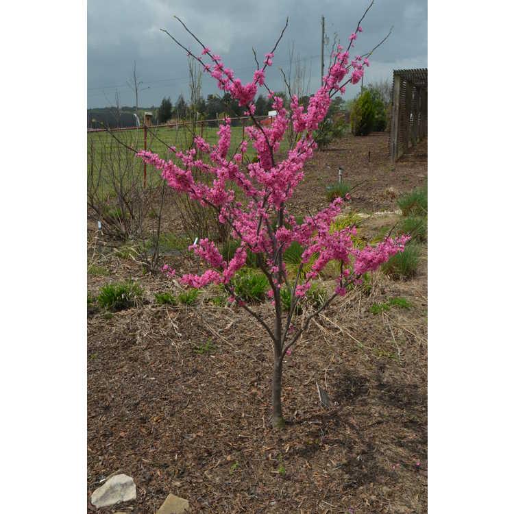 Cercis Canadensis Appalachian Red Single Stem - View 19 from www redcrocus com