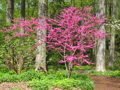 Cercis Canadensis Appalachian Red Single Stem - View 1 from www redcrocus com