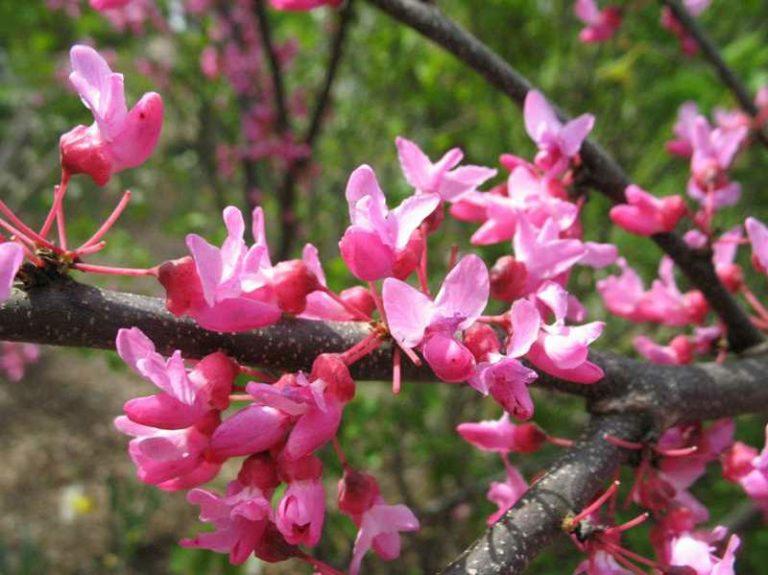 Cercis Canadensis Appalachian Red Single Stem - View 3 from www redcrocus com