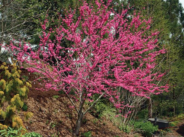Cercis Canadensis Appalachian Red Single Stem - View 6 from www redcrocus com