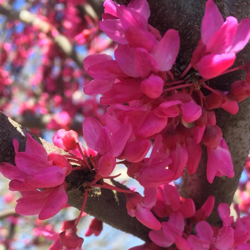 Cercis Canadensis Appalachian Red Single Stem - View 7 from www redcrocus com