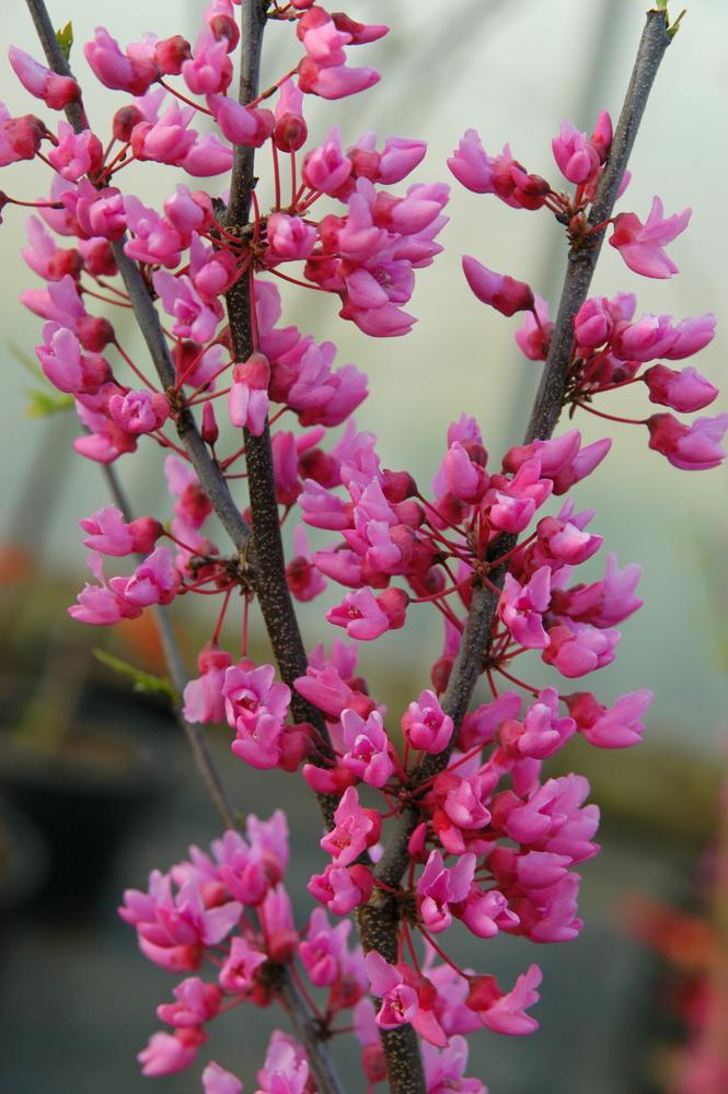 Cercis Canadensis Appalachian Red Single Stem - View 8 from www redcrocus com