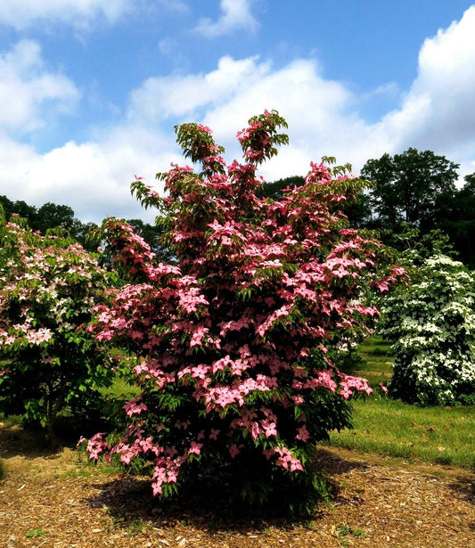 Cornus Kousa Scarlet Fire Single Stem - View 1 from www redcrocus com