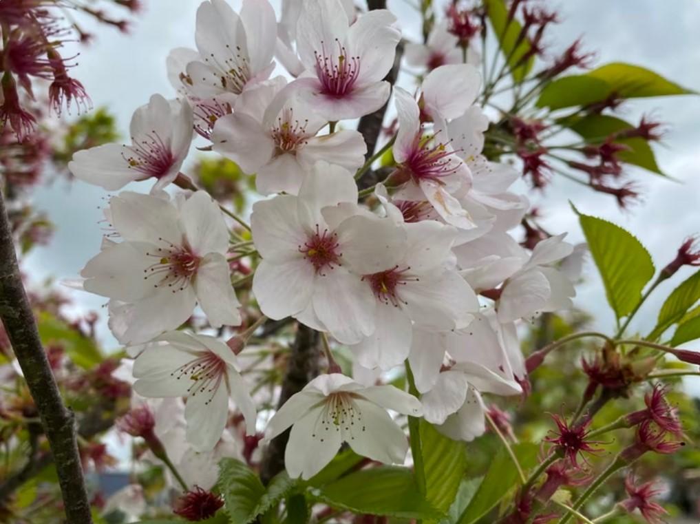 Prunus Yedoensis Single Stem - View 10 from www redcrocus com