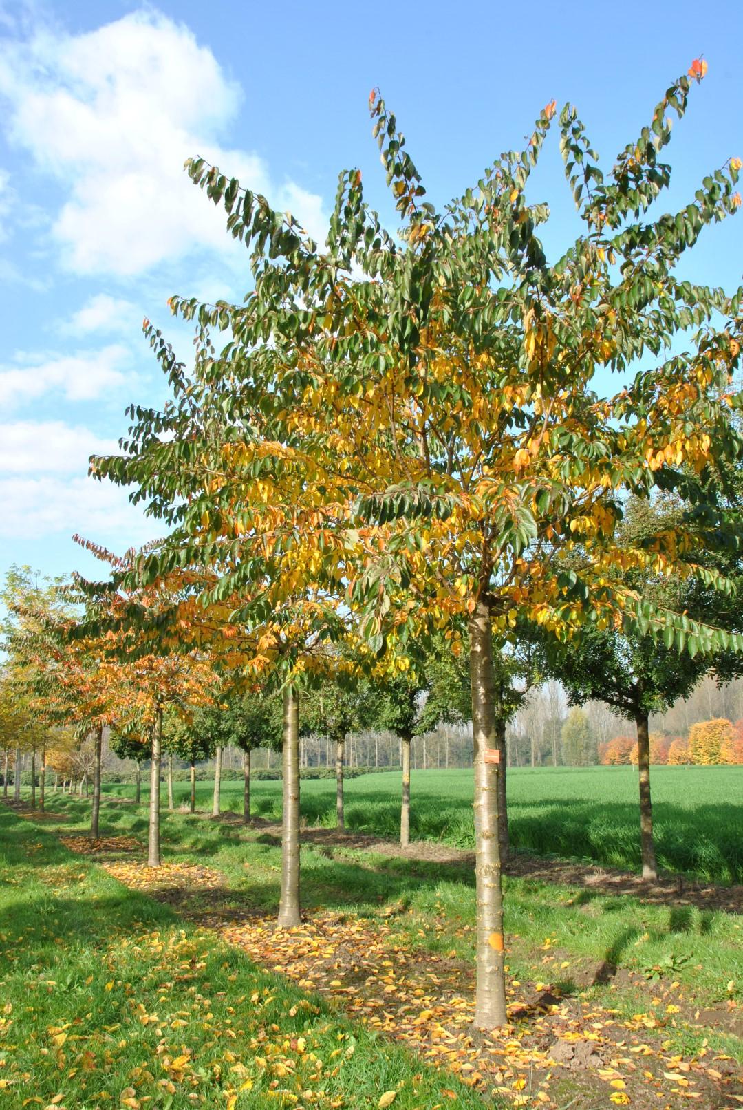 Prunus Yedoensis Single Stem - View 11 from www redcrocus com