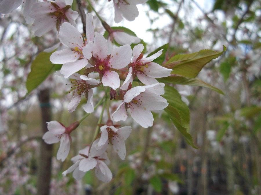 Prunus Yedoensis Single Stem - View 13 from www redcrocus com