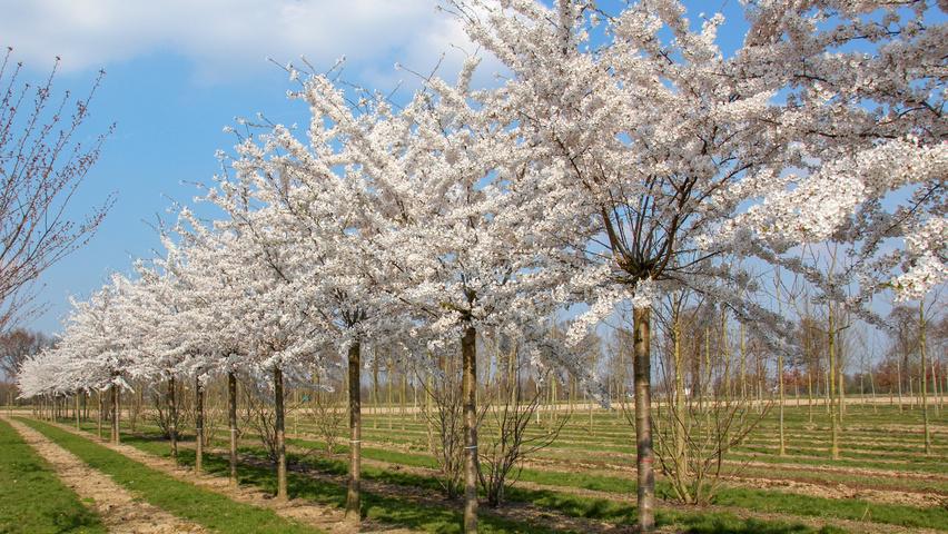 Prunus Yedoensis Single Stem - View 14 from www redcrocus com