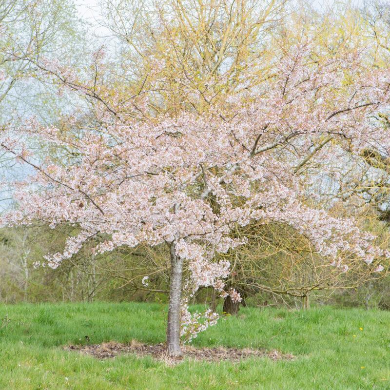 Prunus Yedoensis Single Stem - View 16 from www redcrocus com