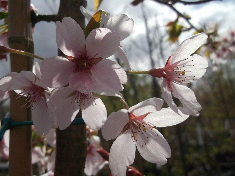Prunus Yedoensis Single Stem - View 17 from www redcrocus com