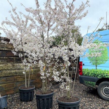 Prunus Yedoensis Single Stem - View 18 from www redcrocus com