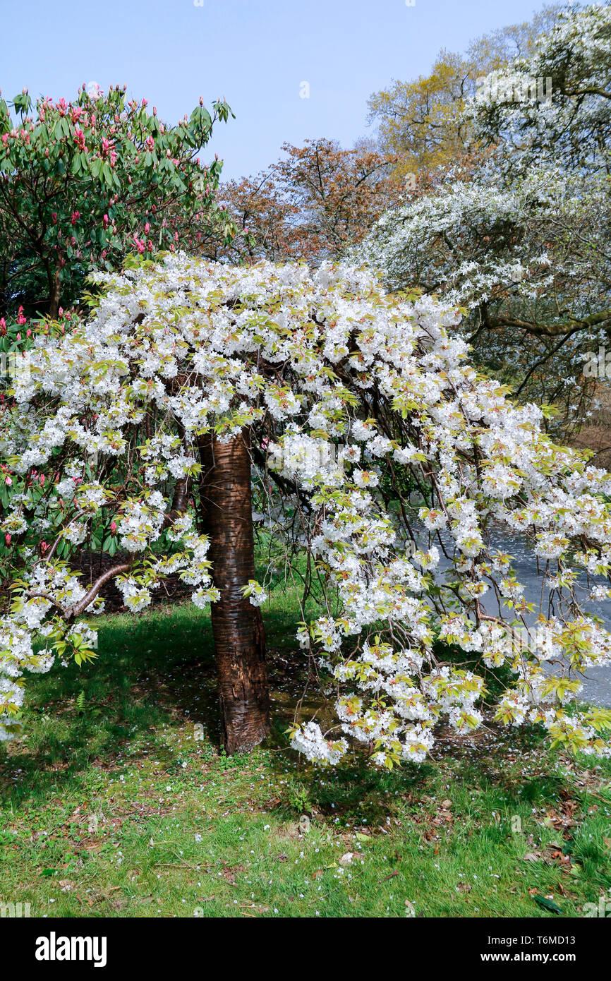 Prunus Yedoensis Single Stem - View 4 from www redcrocus com