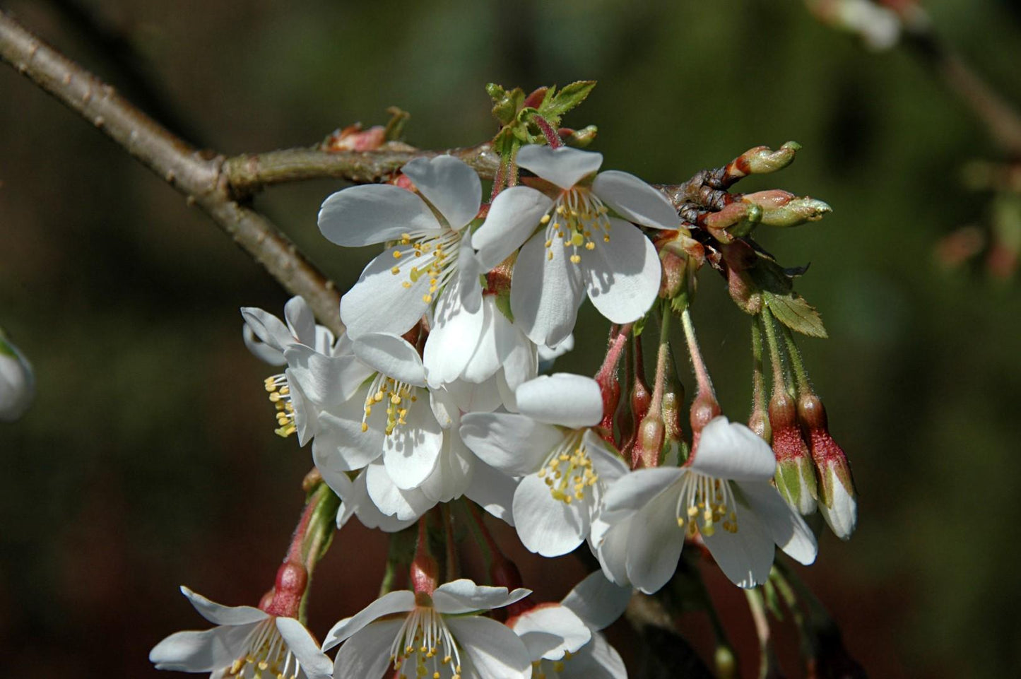 Prunus Yedoensis Single Stem - View 6 from www redcrocus com