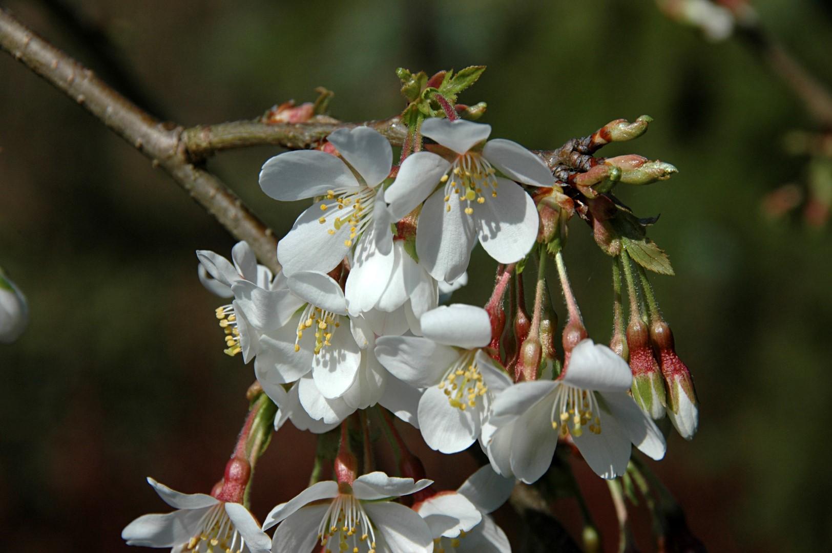 Prunus Yedoensis Single Stem - View 6 from www redcrocus com