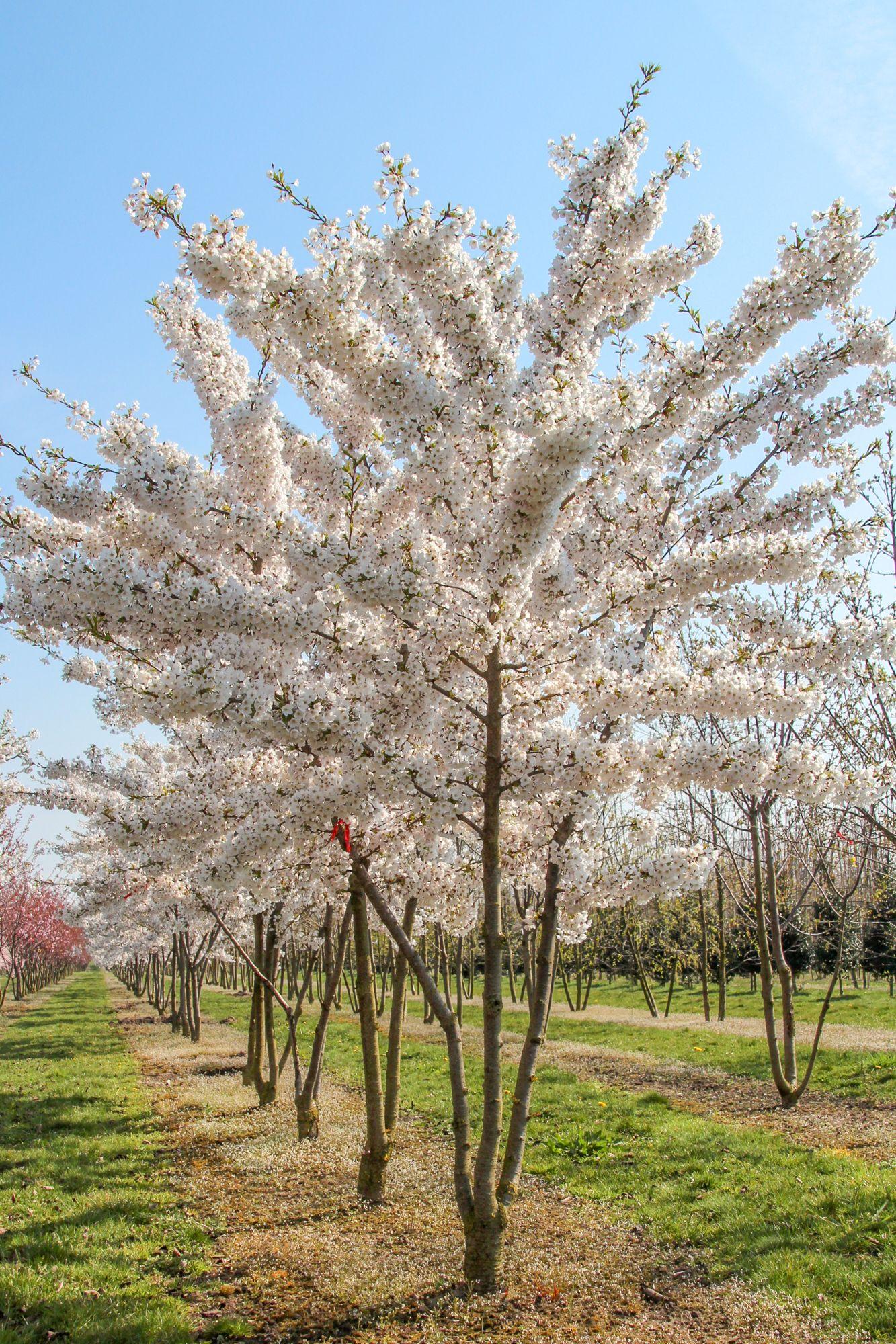 Prunus Yedoensis Single Stem - View 8 from www redcrocus com