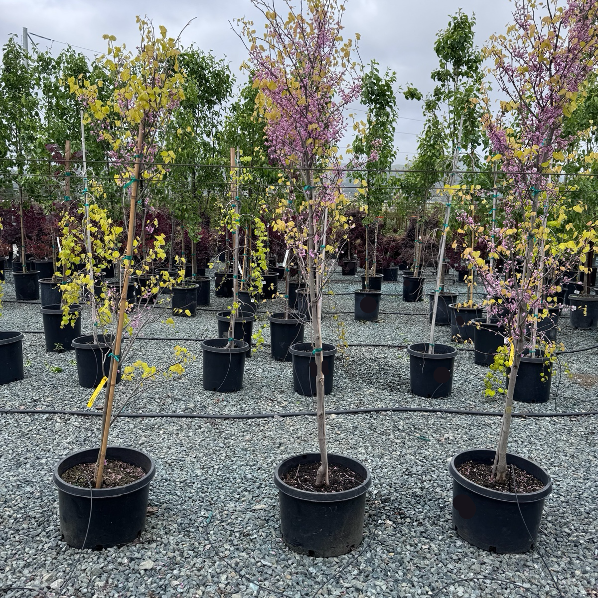 Cercis Canadensis 'hearts Of Gold' Single Stem - View 11 from www redcrocus com