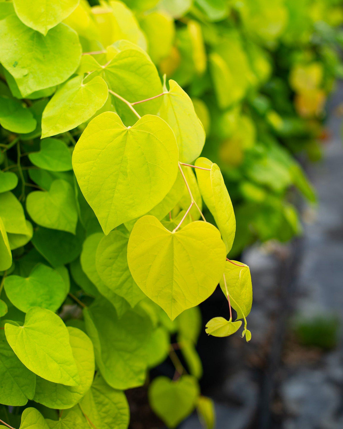 Cercis Canadensis 'hearts Of Gold' Single Stem - View 13 from www redcrocus com