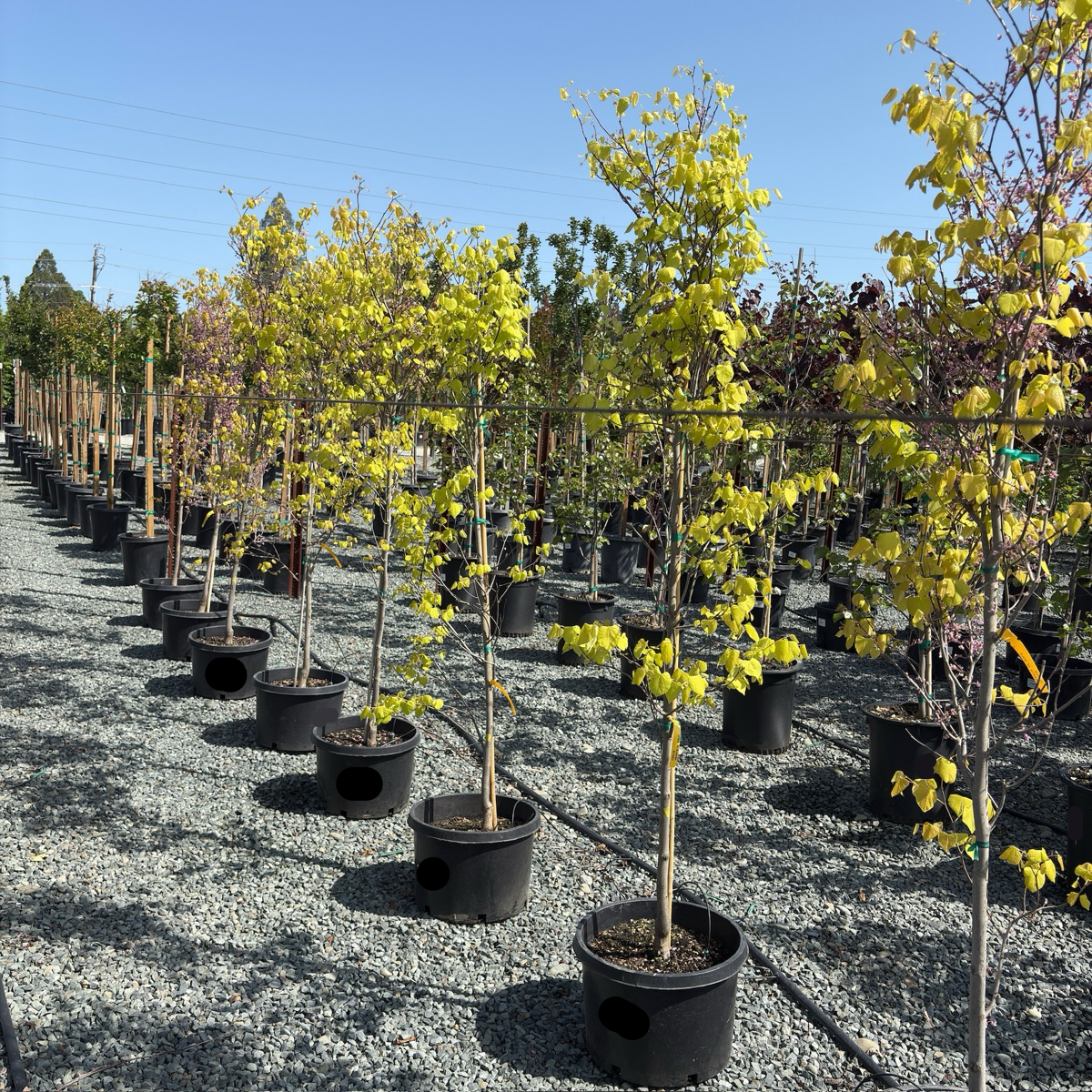 Cercis Canadensis 'hearts Of Gold' Single Stem - View 14 from www redcrocus com