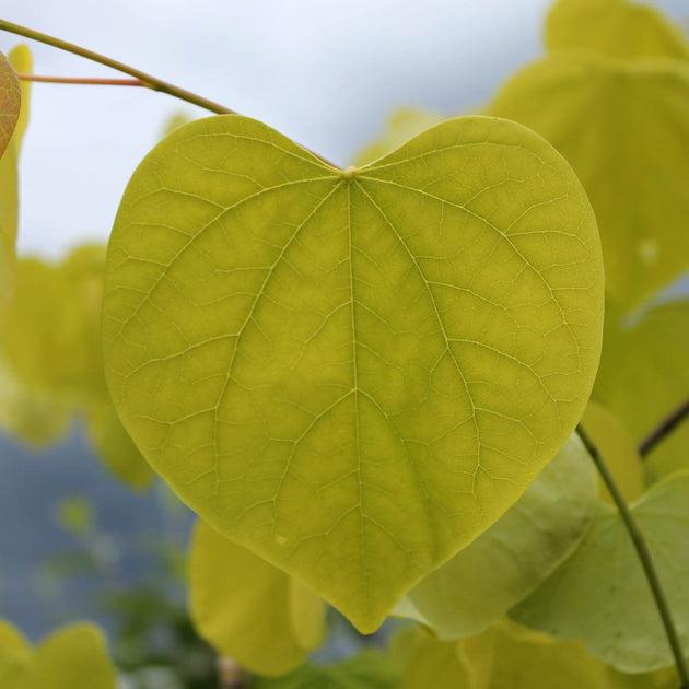Cercis Canadensis 'hearts Of Gold' Single Stem - View 15 from www redcrocus com