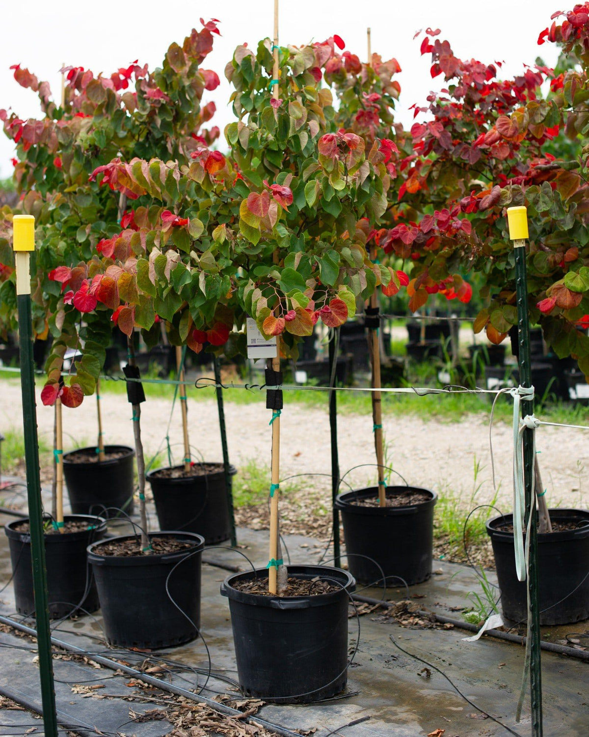 Cercis Canadensis 'hearts Of Gold' Single Stem - View 16 from www redcrocus com