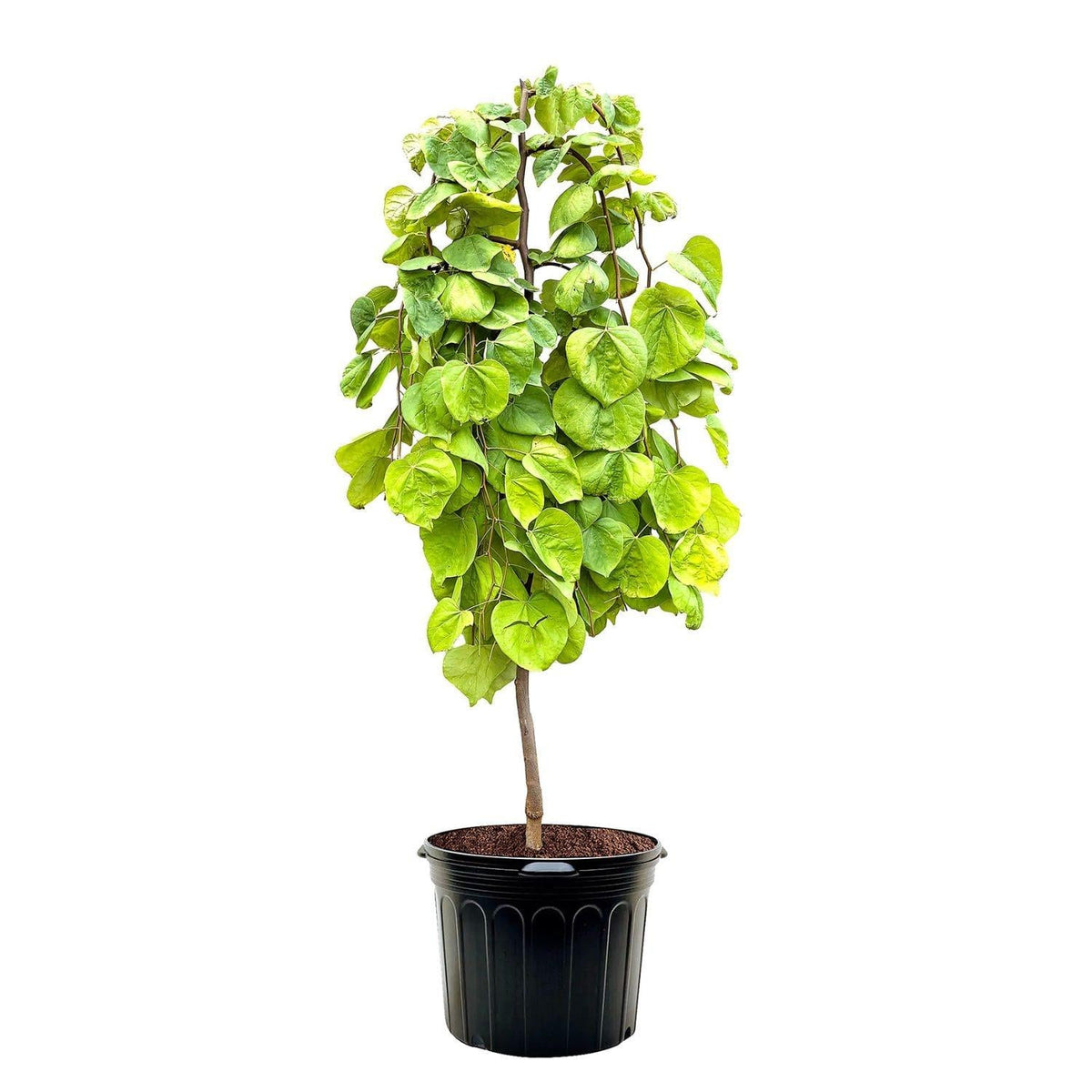 Cercis Canadensis 'hearts Of Gold' Single Stem - View 19 from www redcrocus com