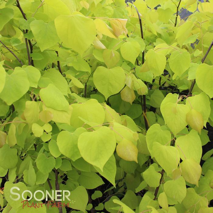Cercis Canadensis 'hearts Of Gold' Single Stem - View 1 from www redcrocus com