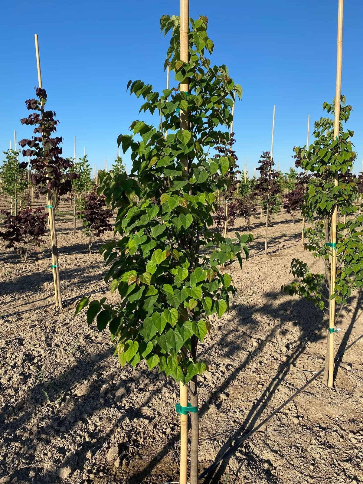 Cercis Canadensis 'hearts Of Gold' Single Stem - View 20 from www redcrocus com