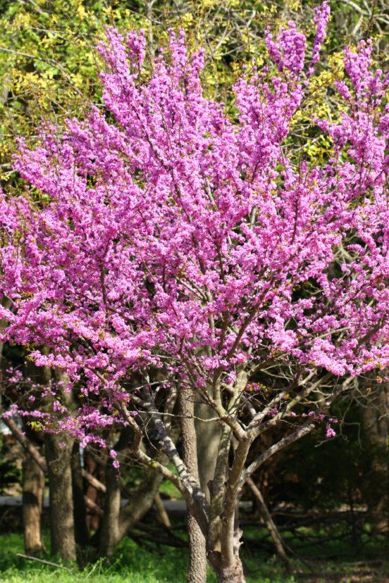 Cercis Canadensis 'hearts Of Gold' Single Stem - View 22 from www redcrocus com