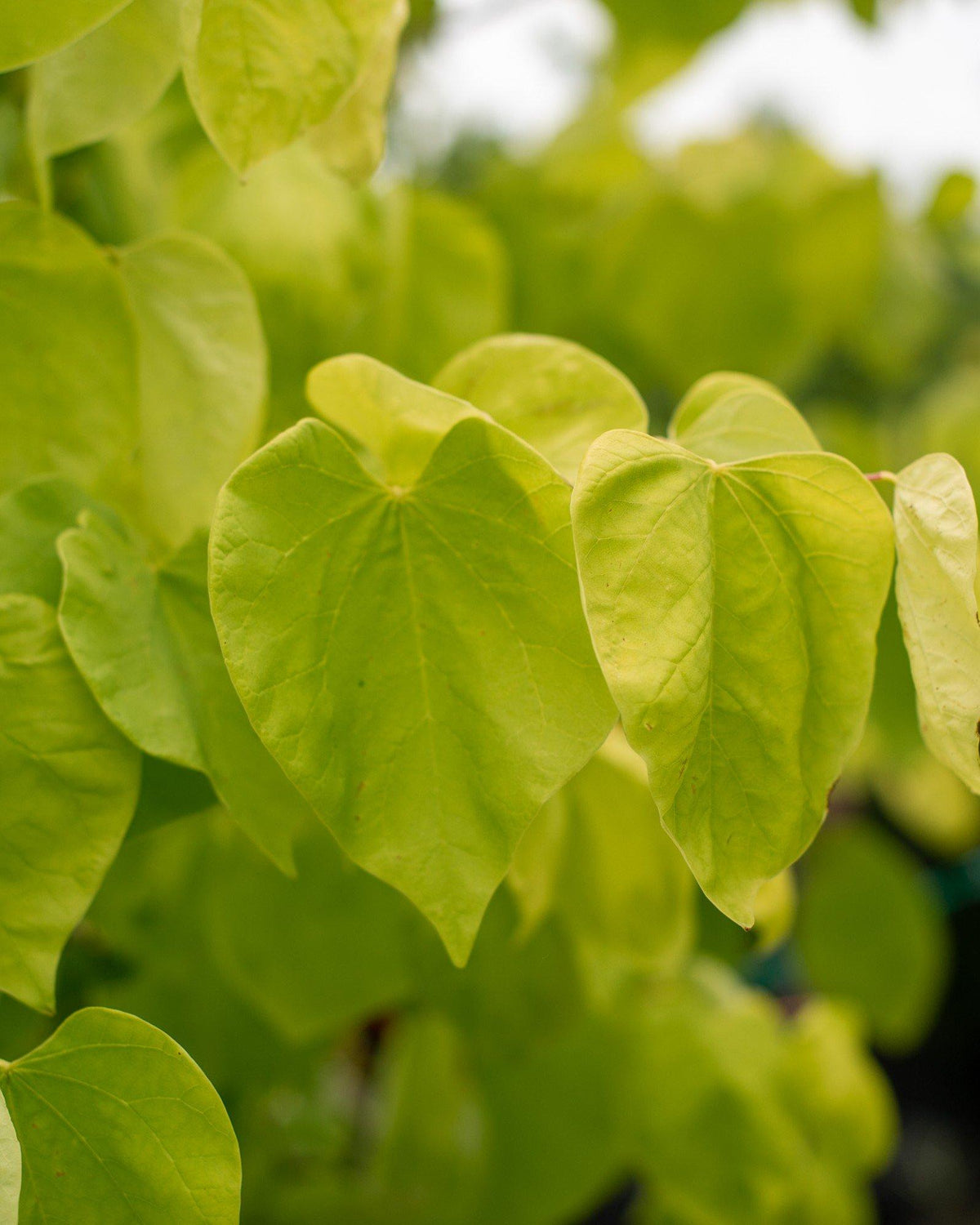 Cercis Canadensis 'hearts Of Gold' Single Stem - View 23 from www redcrocus com