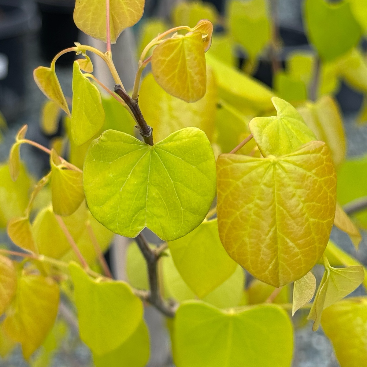 Cercis Canadensis 'hearts Of Gold' Single Stem - View 25 from www redcrocus com
