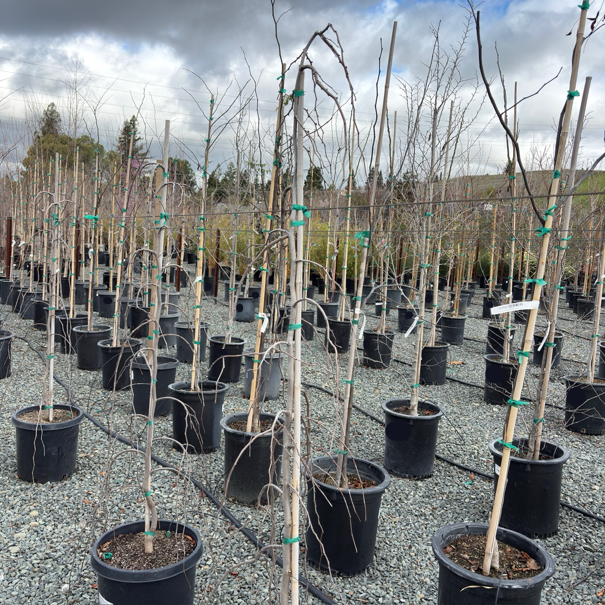 Cercis Canadensis 'hearts Of Gold' Single Stem - View 26 from www redcrocus com